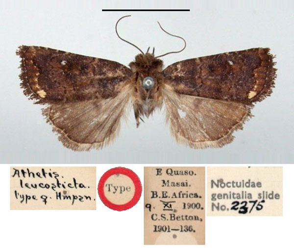 /filer/webapps/moths/media/images/L/leucosticta_Athetis_HT_BMNH.jpg