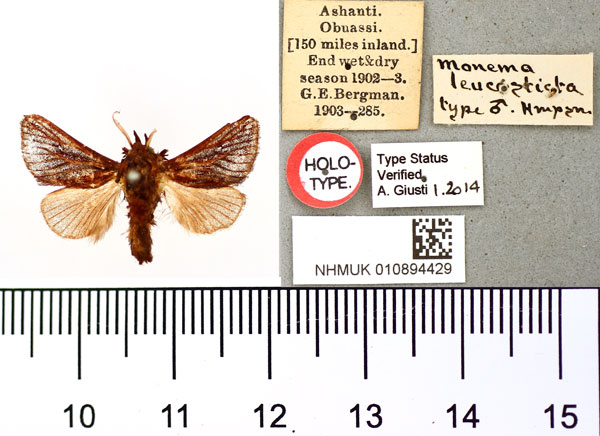 /filer/webapps/moths/media/images/L/leucosticta_Monema_HT_BMNH.jpg