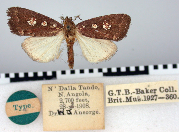 /filer/webapps/moths/media/images/L/leucostigma_Ethiopica_HT_BMNH.jpg