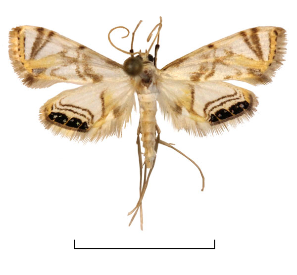 /filer/webapps/moths/media/images/L/leucostola_Eoophila_LT_BMNH.jpg