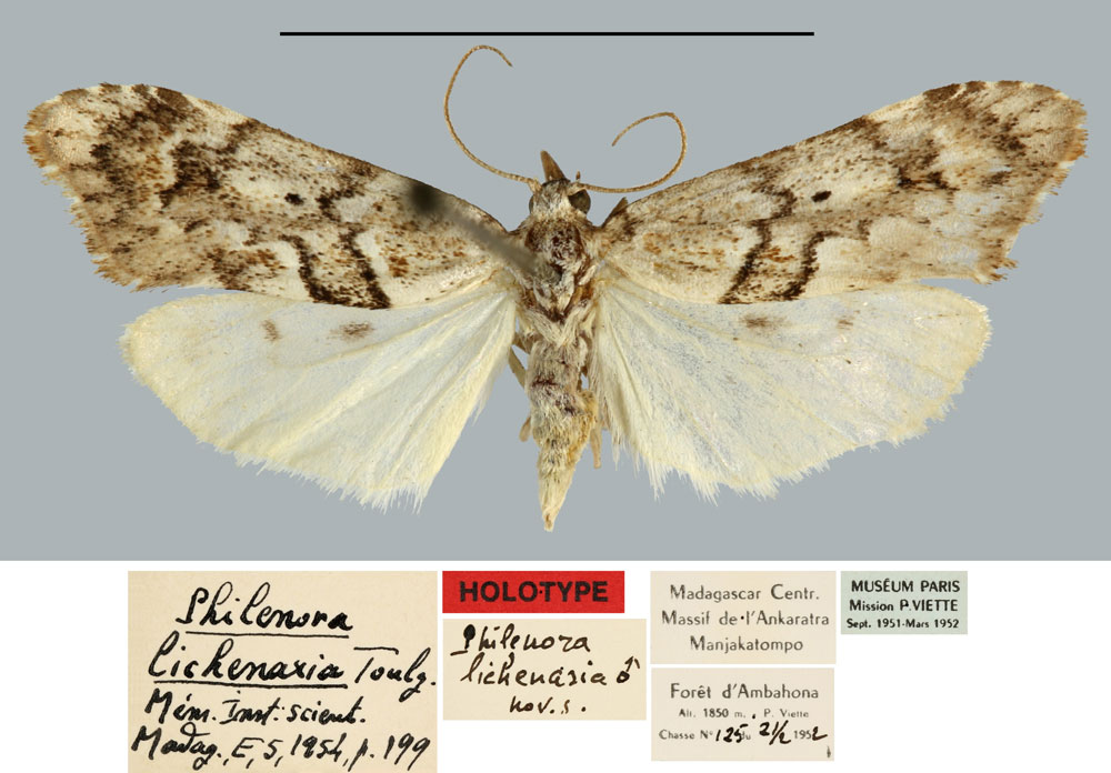 /filer/webapps/moths/media/images/L/lichenaria_Philenora_HT_MNHN.jpg