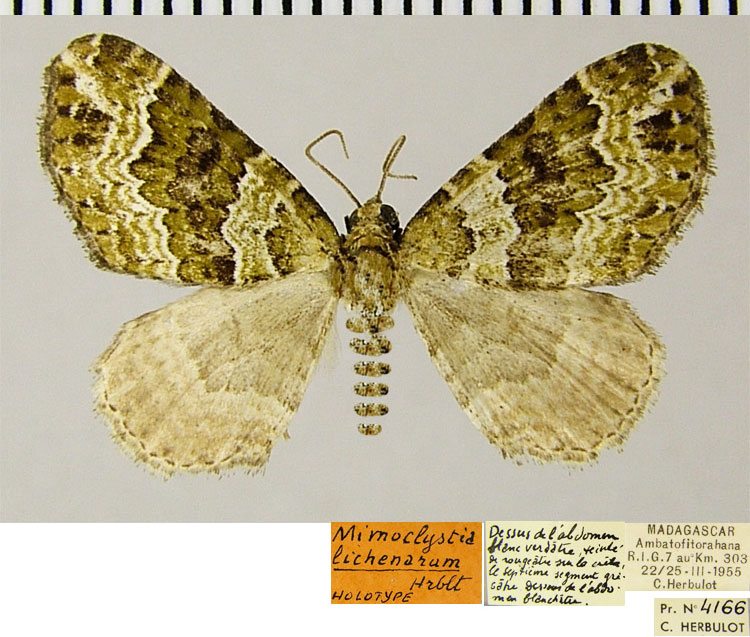 /filer/webapps/moths/media/images/L/lichenarum_Mimoclystia_HT_ZSMa.jpg