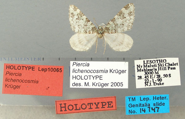 /filer/webapps/moths/media/images/L/lichenocosmia_Piercia_HT_TMSA.jpg