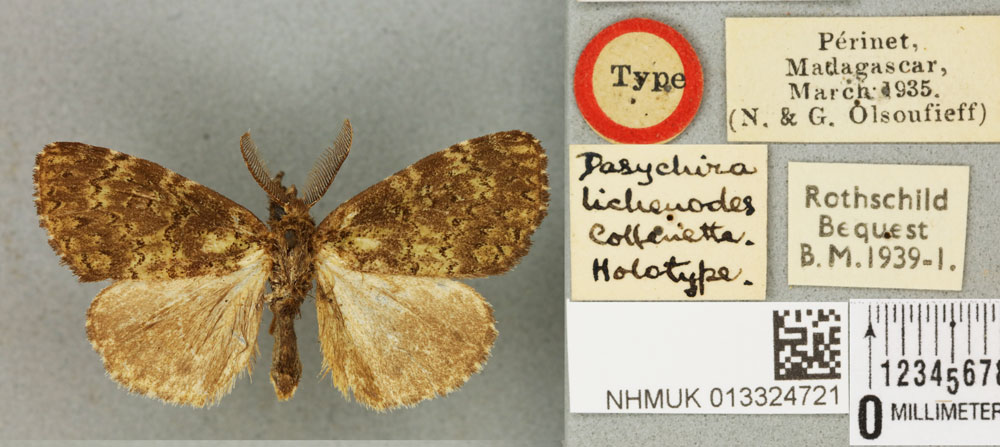 /filer/webapps/moths/media/images/L/lichenodes_Dasychira_HT_BMNHa.jpg