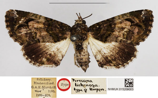 /filer/webapps/moths/media/images/L/lichenosa_Perciana_HT_NHMUK.jpg