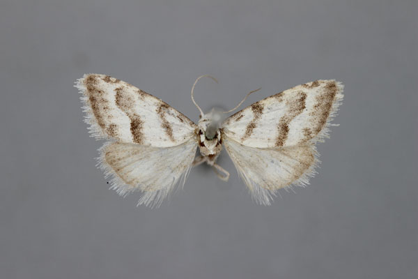 /filer/webapps/moths/media/images/L/lightfooti_Vandamia_A_BMNH.jpg