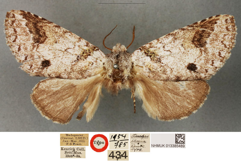 /filer/webapps/moths/media/images/L/lilacina_Stauropus_LT_BMNH.jpg