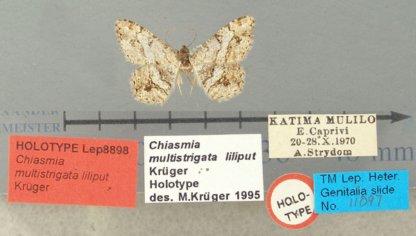 /filer/webapps/moths/media/images/L/liliput_Chiasmia_HT_TMSA.jpg