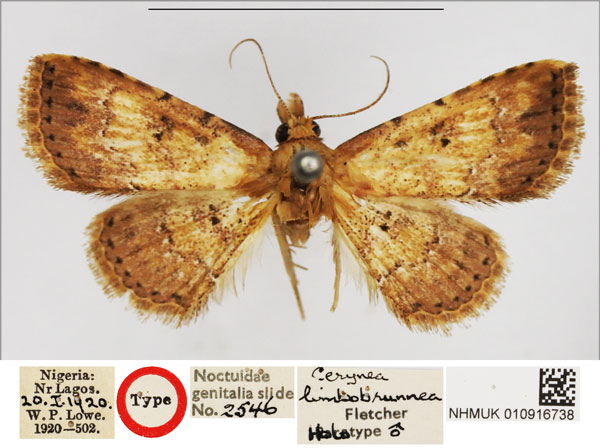 /filer/webapps/moths/media/images/L/limbobrunnea_Cerynea_HT_NHMUK.jpg