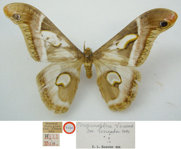/filer/webapps/moths/media/images/L/lineata_Drepanoptera_HT_NHMUKa.jpg