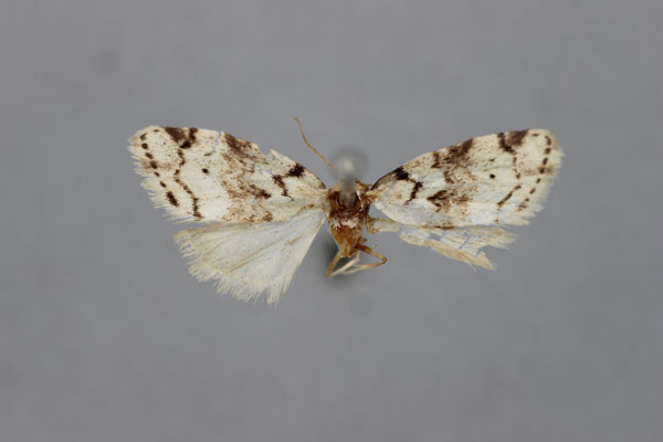 /filer/webapps/moths/media/images/L/lineata_Eurosia_HT_BMNH.jpg