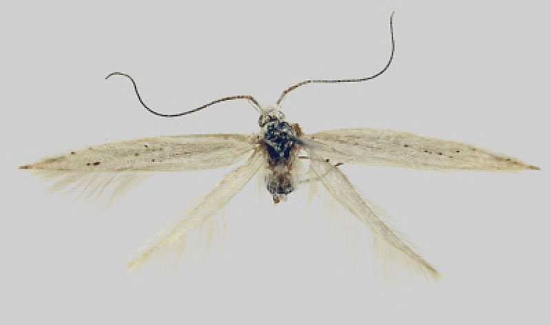 /filer/webapps/moths/media/images/L/linteella_Coleophora_HT_MfN.jpg