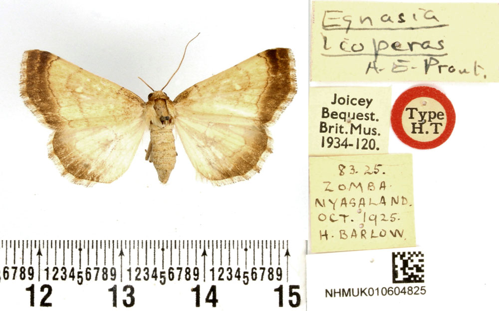 /filer/webapps/moths/media/images/L/lioperas_Egnasia_AF_BMNH.jpg
