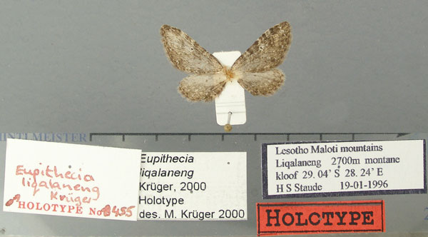 /filer/webapps/moths/media/images/L/liqalaneng_Eupithecia_HT_TMSA.jpg