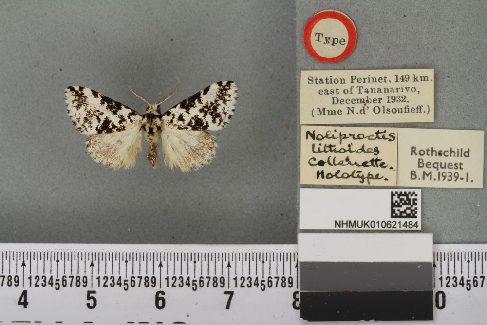 /filer/webapps/moths/media/images/L/lithoides_Noliproctis_HT_BMNHa.jpg