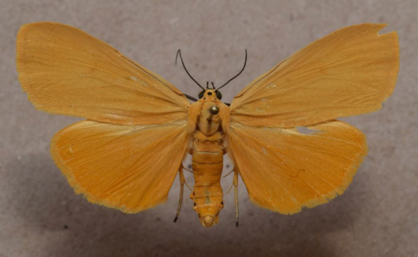 /filer/webapps/moths/media/images/L/lithosioides_Digama_A_Butler.jpg