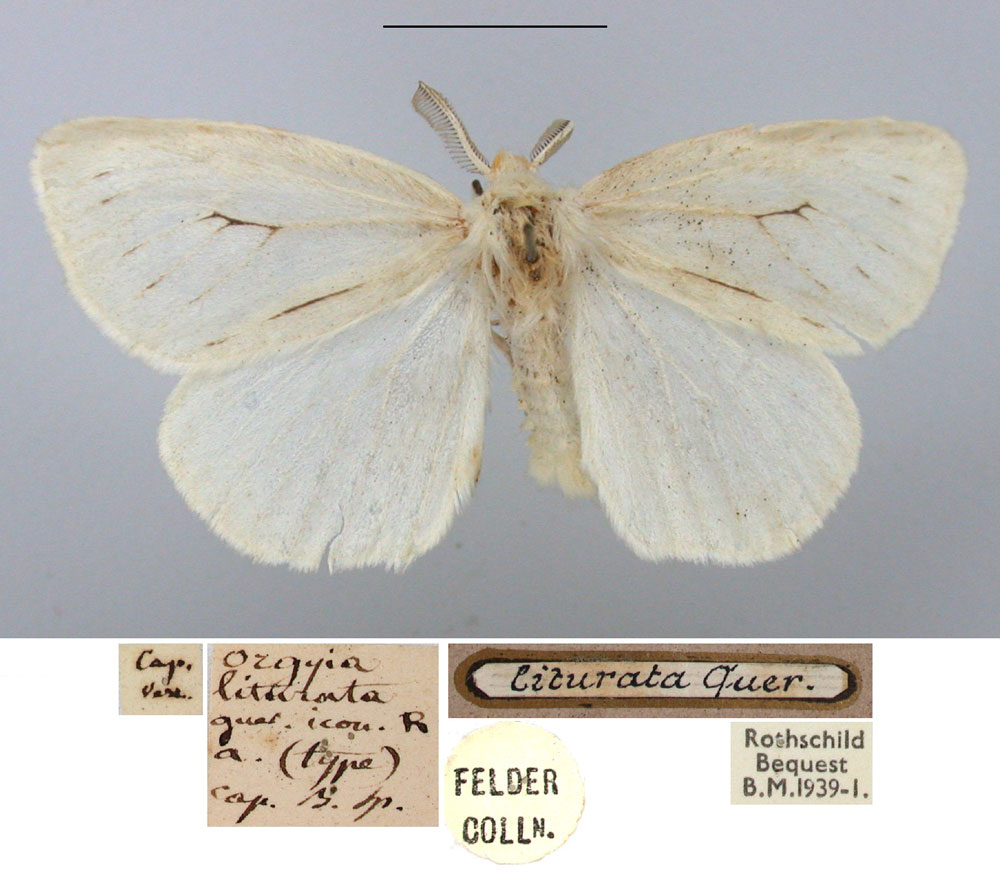 /filer/webapps/moths/media/images/L/liturata_Orgyia_HT_BMNH.jpg