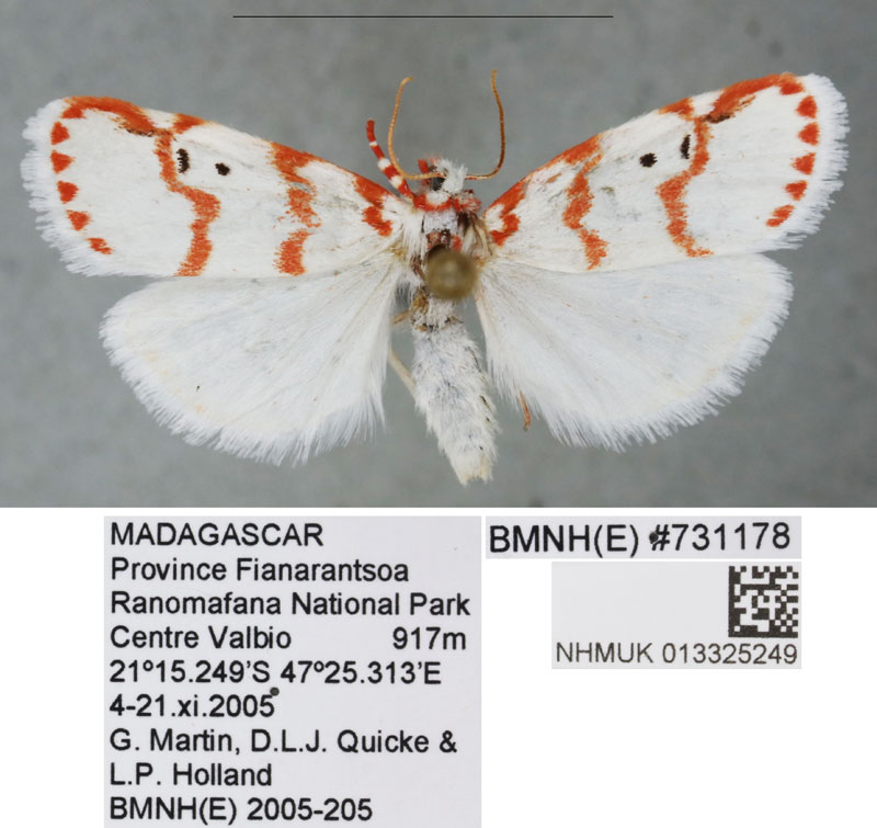 /filer/webapps/moths/media/images/L/lobata_Cyana_PTM_BMNH_01a.jpg