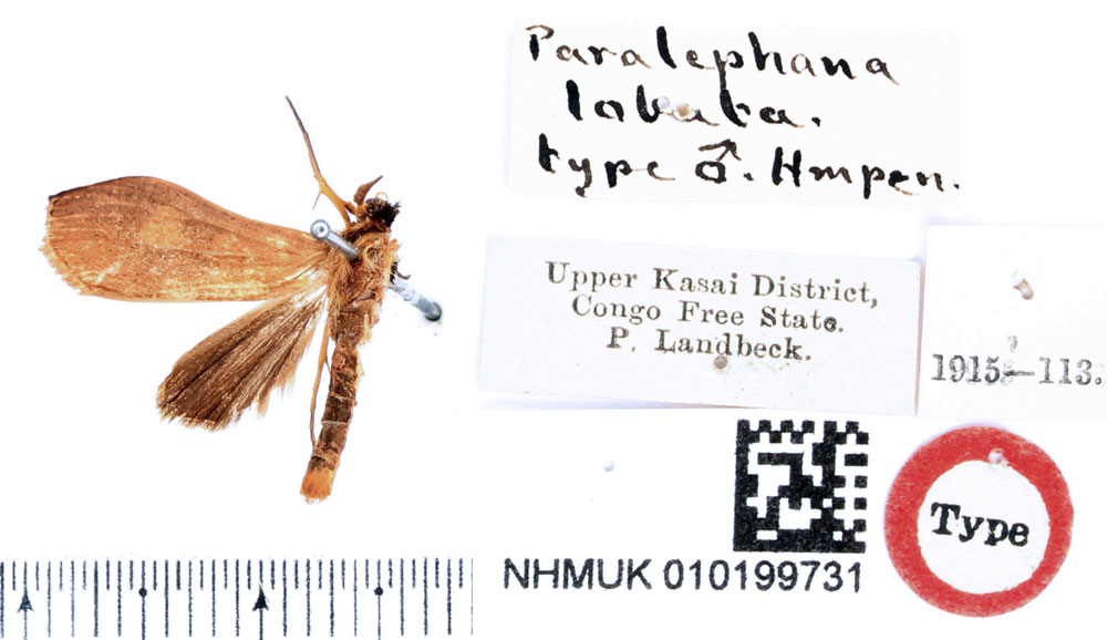 /filer/webapps/moths/media/images/L/lobata_Paralephana_HT_BMNH.jpg