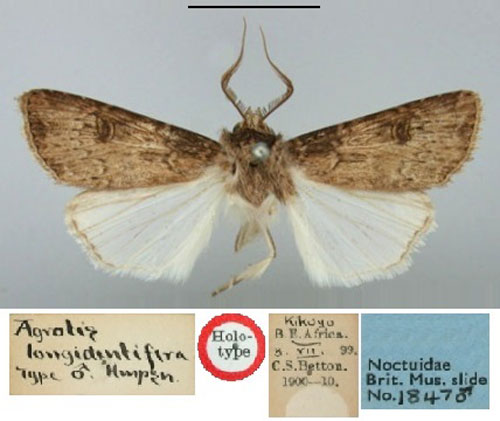 /filer/webapps/moths/media/images/L/longidentifera_Agrotis_HT_BMNH.jpg