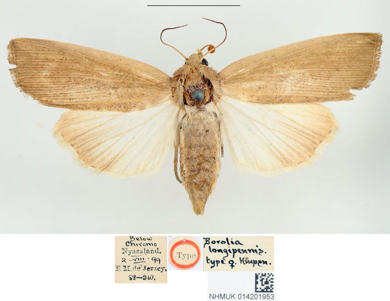 /filer/webapps/moths/media/images/L/longipennis_Borolia_HT_BMNH.jpg