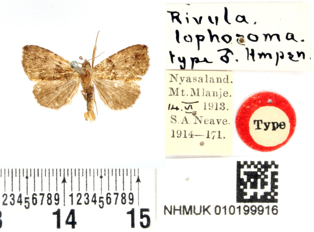 /filer/webapps/moths/media/images/L/lophosoma_Rivula_HT_BMNH.jpg