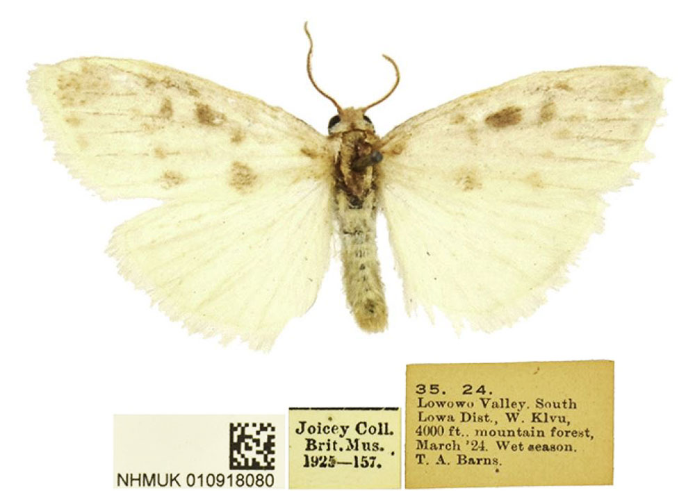 /filer/webapps/moths/media/images/L/lowa_Cyana_HT_BMNH.jpg