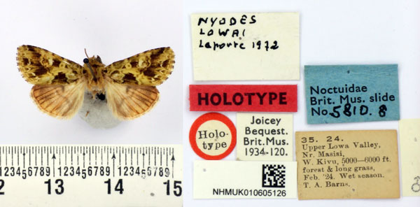 /filer/webapps/moths/media/images/L/lowai_Nyodes_HT_BMNH.jpg