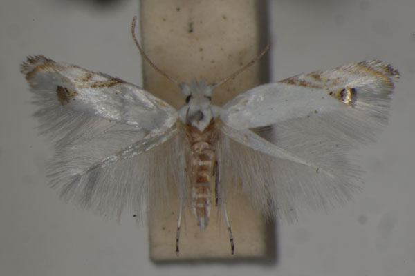 /filer/webapps/moths/media/images/L/loxaula_Leucoptera_A_BMNH_01.jpg