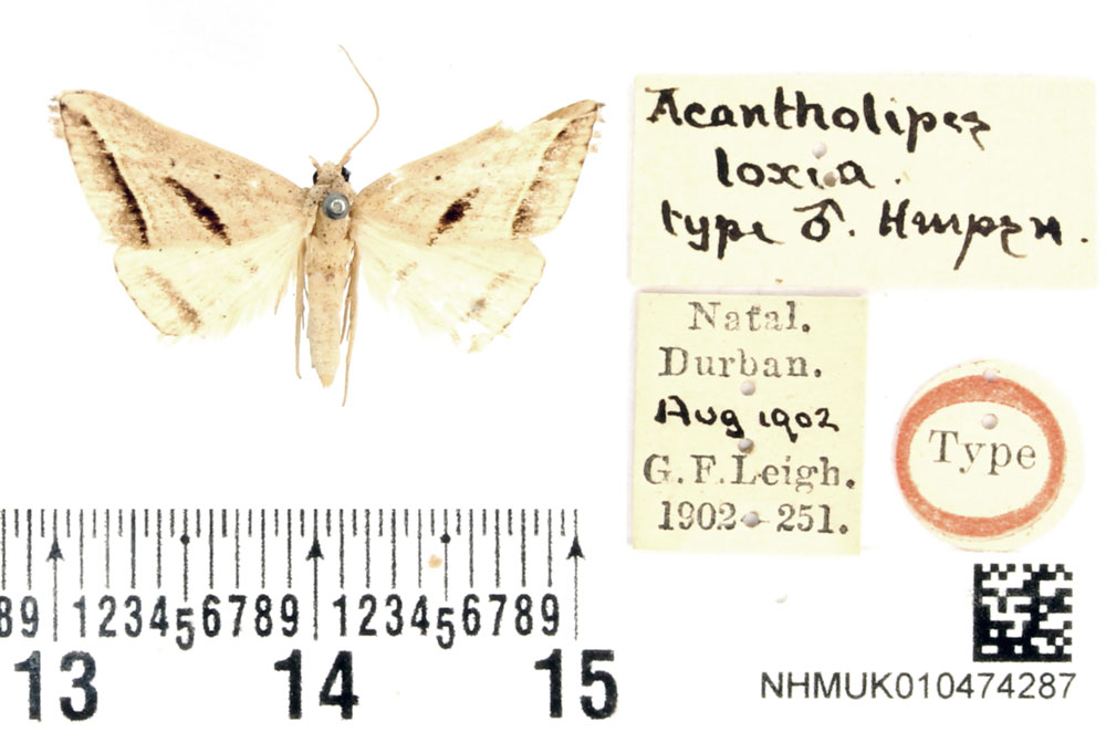 /filer/webapps/moths/media/images/L/loxia_Acantholipes_HT_BMNH.jpg