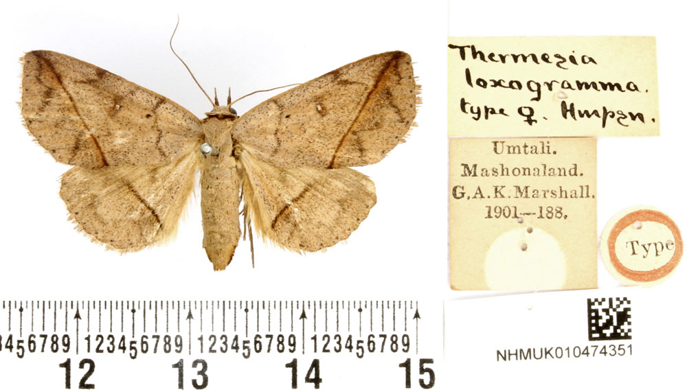 /filer/webapps/moths/media/images/L/loxogramma_Thermesia_HT_BMNH.jpg