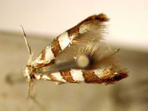 /filer/webapps/moths/media/images/L/loxozona_Phyllonorycter_PT_BMNH.jpg