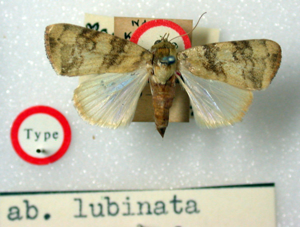 /filer/webapps/moths/media/images/L/lubinata_Maurilia_HT_BMNH.jpg