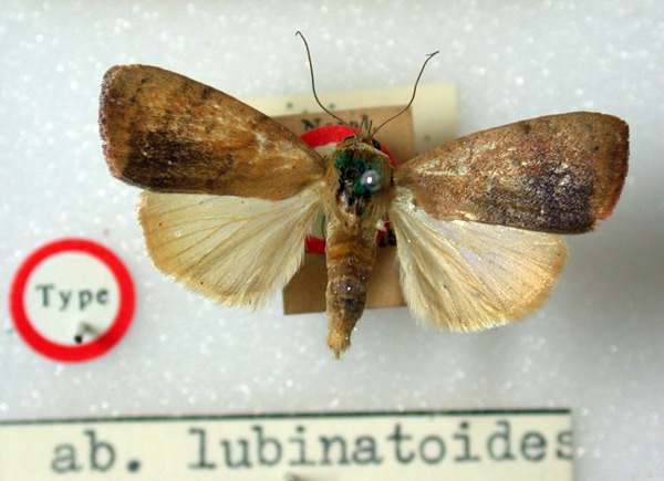 /filer/webapps/moths/media/images/L/lubinatoides_Maurilia_HT_BMNH.jpg