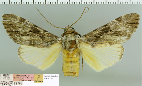 /filer/webapps/moths/media/images/L/lucidus_Archaeopilocornus_HT_NMB.jpg