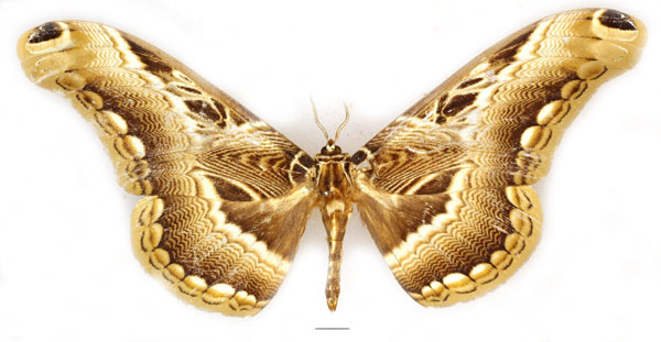 /filer/webapps/moths/media/images/L/lucina_Dactyloceras_AF_Basquin_01.jpg