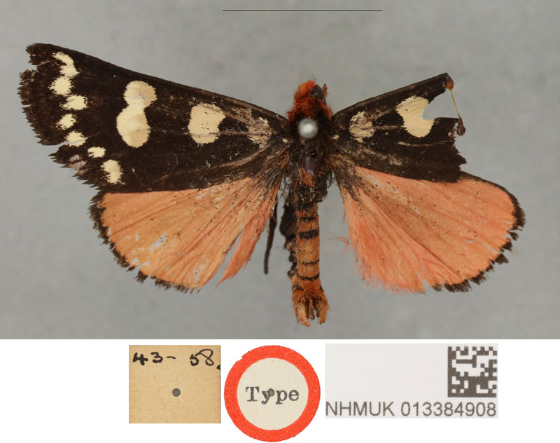 /filer/webapps/moths/media/images/L/luctifera_Anaphela_HT_BMNH.jpg