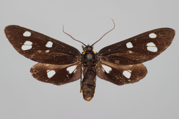 /filer/webapps/moths/media/images/L/luctuosa_Melanonaclia_HT_BMNH.jpg