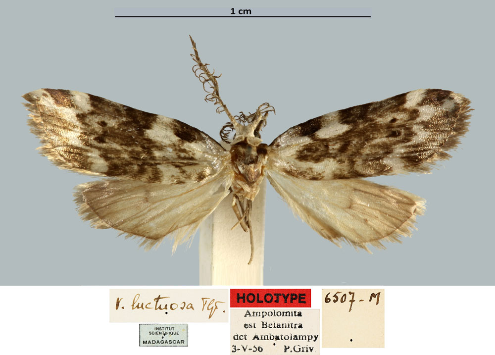 /filer/webapps/moths/media/images/L/luctuosa_Viettesia_HT_MNHN.jpg