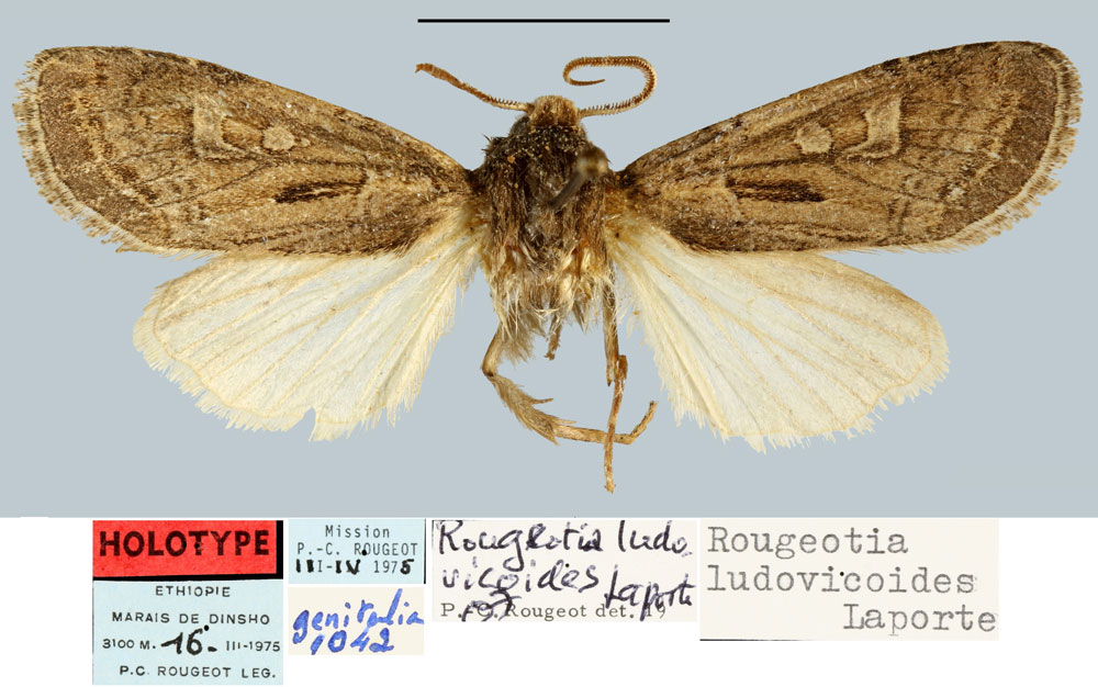 /filer/webapps/moths/media/images/L/ludovicoides_Rougeotia_HT_MNHN.jpg