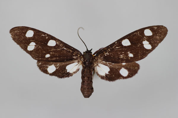 /filer/webapps/moths/media/images/L/lugens_Melanonaclia_LT_BMNH.jpg