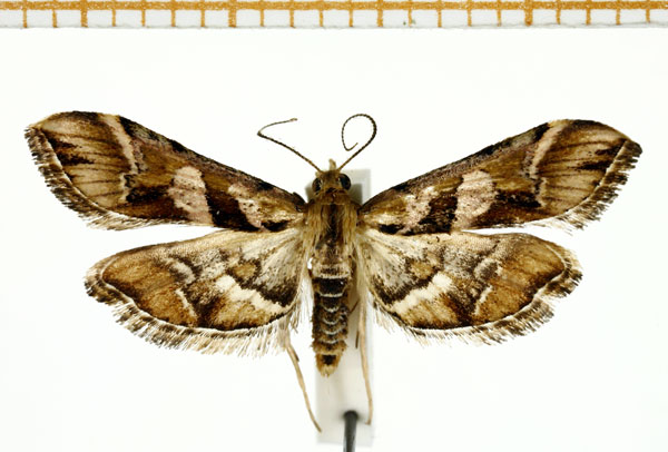 /filer/webapps/moths/media/images/L/lunalis_Diasemia_A_DePrins.jpg