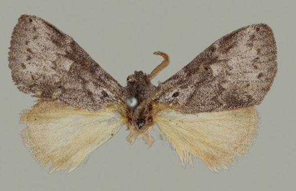 /filer/webapps/moths/media/images/L/lunata_Haplopacha_HT_BMNH.jpg