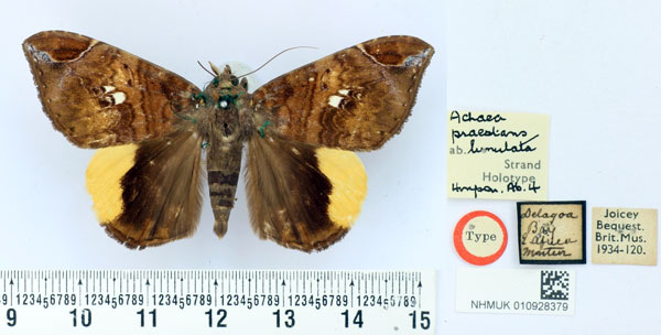 /filer/webapps/moths/media/images/L/lunulata_Achaea_HT_BMNH.jpg