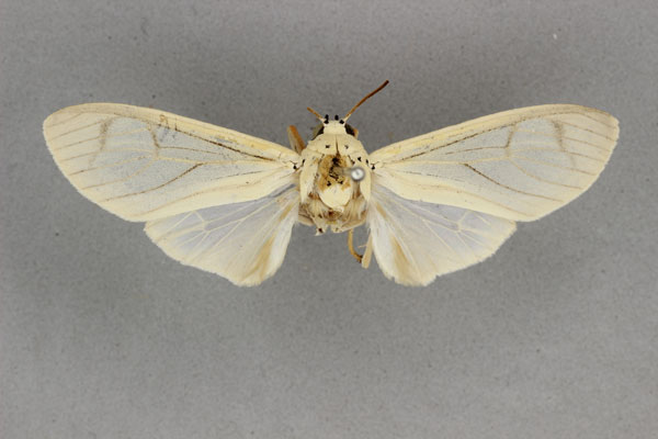 /filer/webapps/moths/media/images/L/lupia_Amerila_HT_BMNH.jpg