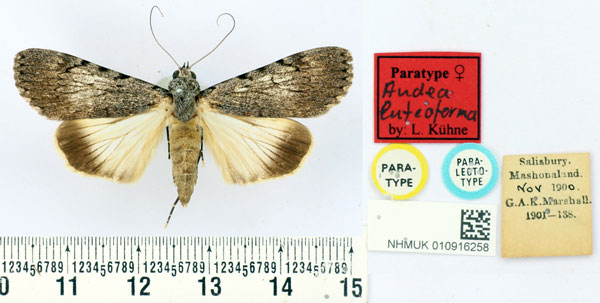 /filer/webapps/moths/media/images/L/luteoforma_Audea_PT_BMNH.jpg