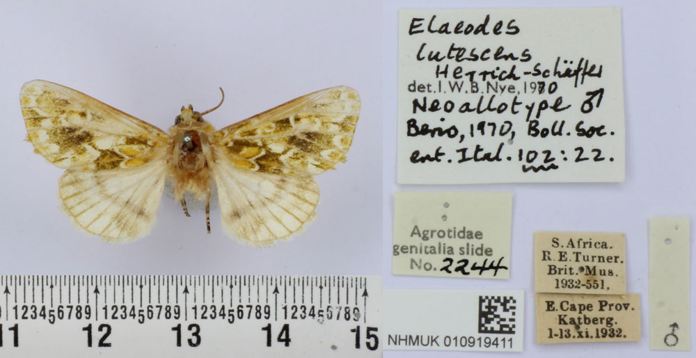 /filer/webapps/moths/media/images/L/lutescens_Elaeodes_NAT_BMNH.jpg
