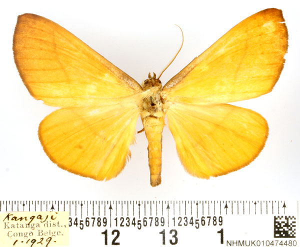 /filer/webapps/moths/media/images/L/lutosa_Holoxanthina_AM_BMNH.jpg