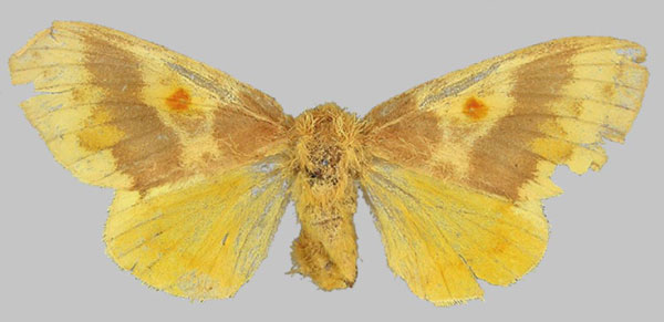 /filer/webapps/moths/media/images/L/lutulenta_Chrysopsyche_HT_BMNH.jpg