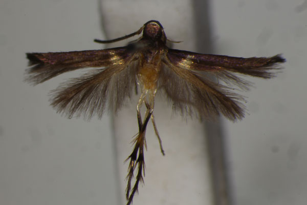 /filer/webapps/moths/media/images/L/luxuriosa_Stathmopoda_A_BMNH.jpg